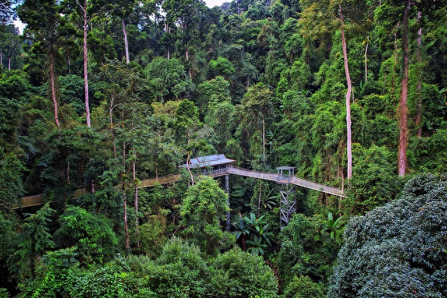 勐仑植物园旅游攻略_勐仑植物园住宿_勐仑镇植物园