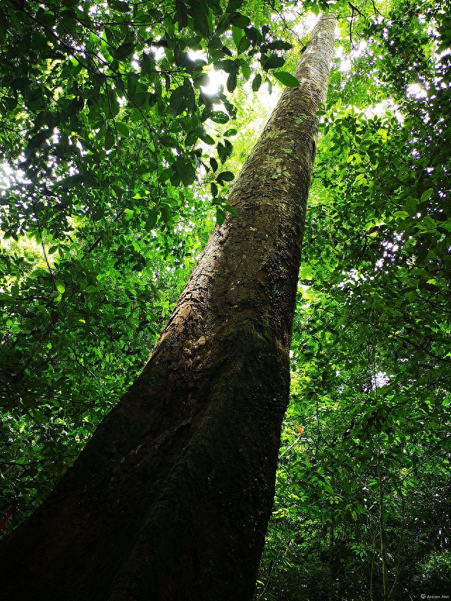 勐仑镇植物园_勐仑植物园旅游攻略_勐仑植物园住宿