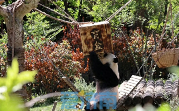 济南野生动物世界熊猫馆“撸串”丰容