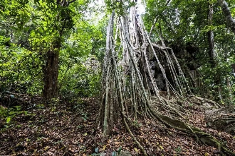 勐仑植物园本地人门票_勐仑植物园一日游_勐仑植物园旅游攻略