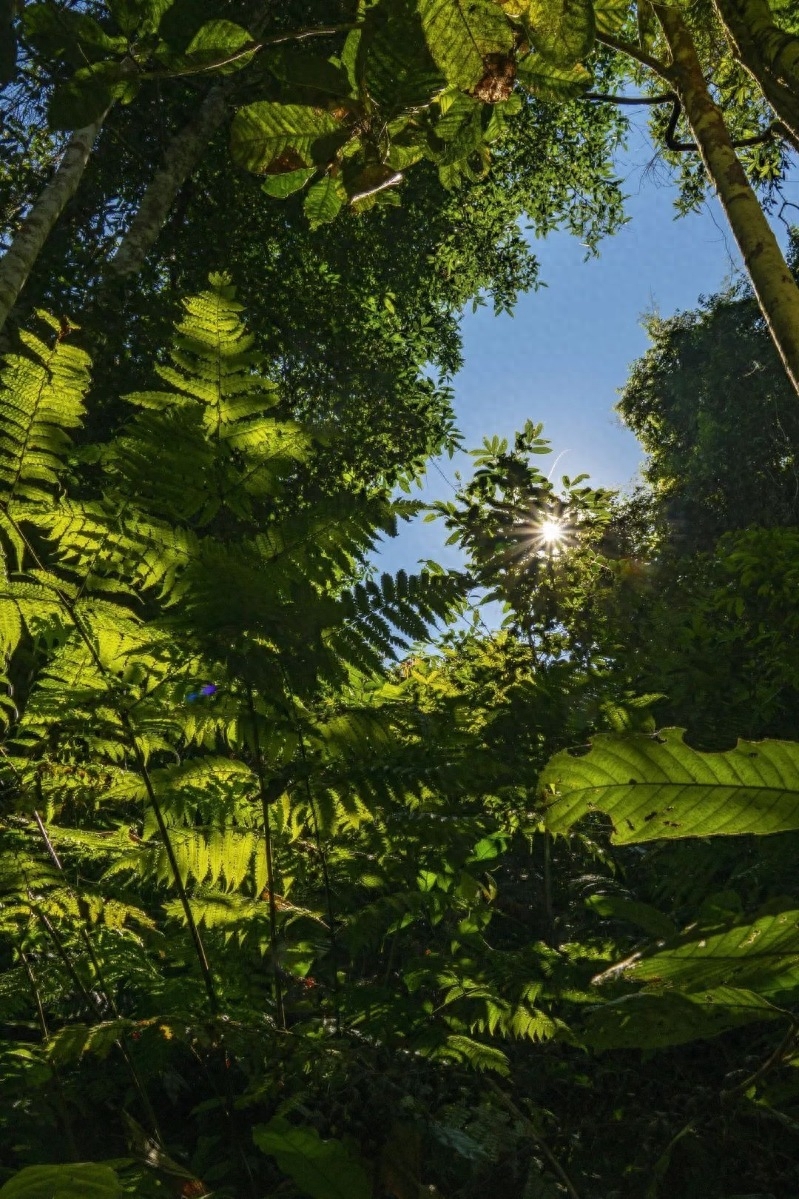 勐仑植物园旅游攻略_勐仑植物园本地人门票_勐仑植物园一日游