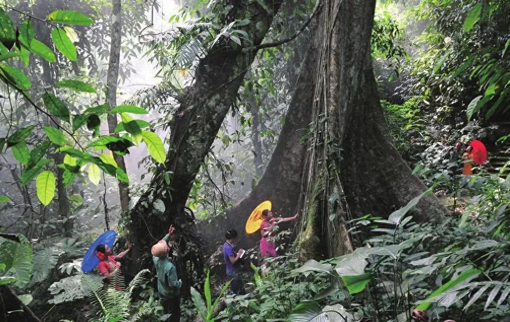 勐仑植物园旅游攻略_华生园梦幻城堡旅游攻略_安吉竹博园旅游攻略