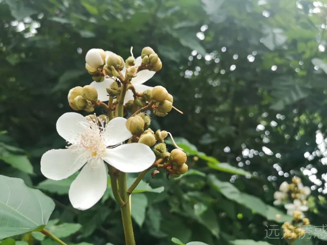 云南丽江和西双版纳哪个好玩_西双版纳好玩还是丽江好玩_西双版纳好玩的景点