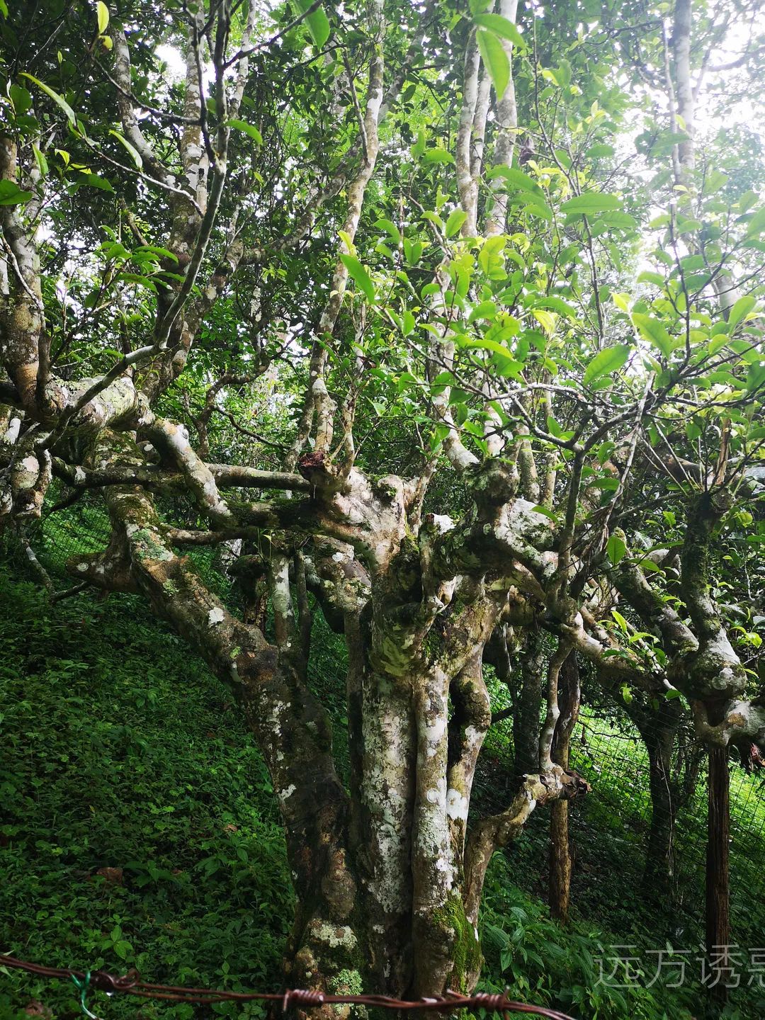 西双版纳好玩的景点_云南丽江和西双版纳哪个好玩_西双版纳好玩还是丽江好玩