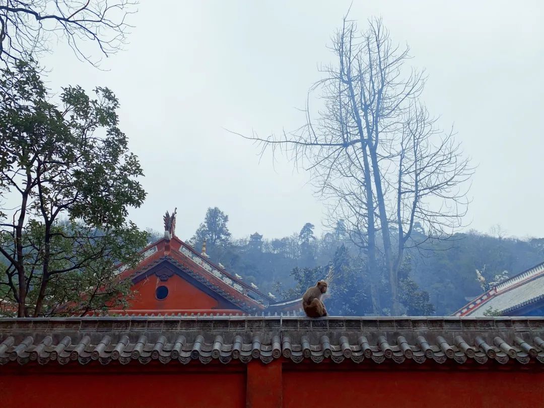 锦江里碉楼群旅游攻略_开平碉楼旅游日记_广东开平碉楼旅游攻略