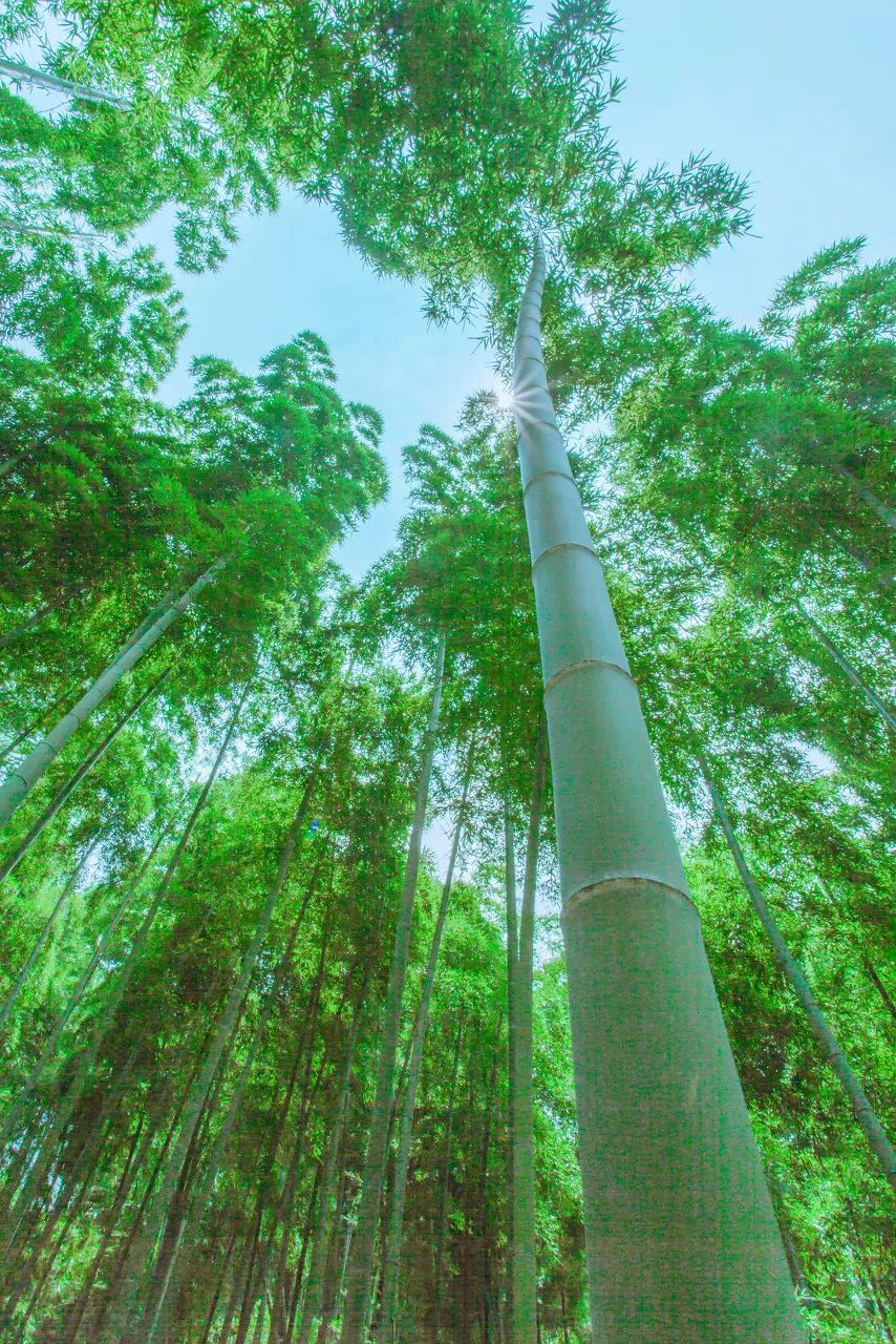 广东开平碉楼旅游攻略_开平碉楼旅游日记_锦江里碉楼群旅游攻略