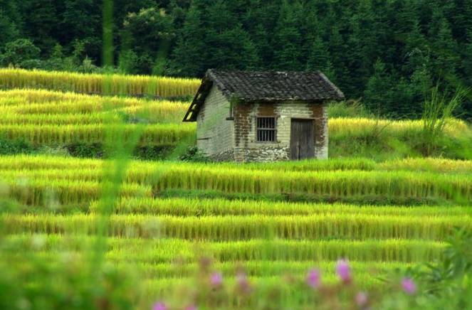 锦江里碉楼图片_锦江里碉楼群旅游攻略_开平锦江里碉楼