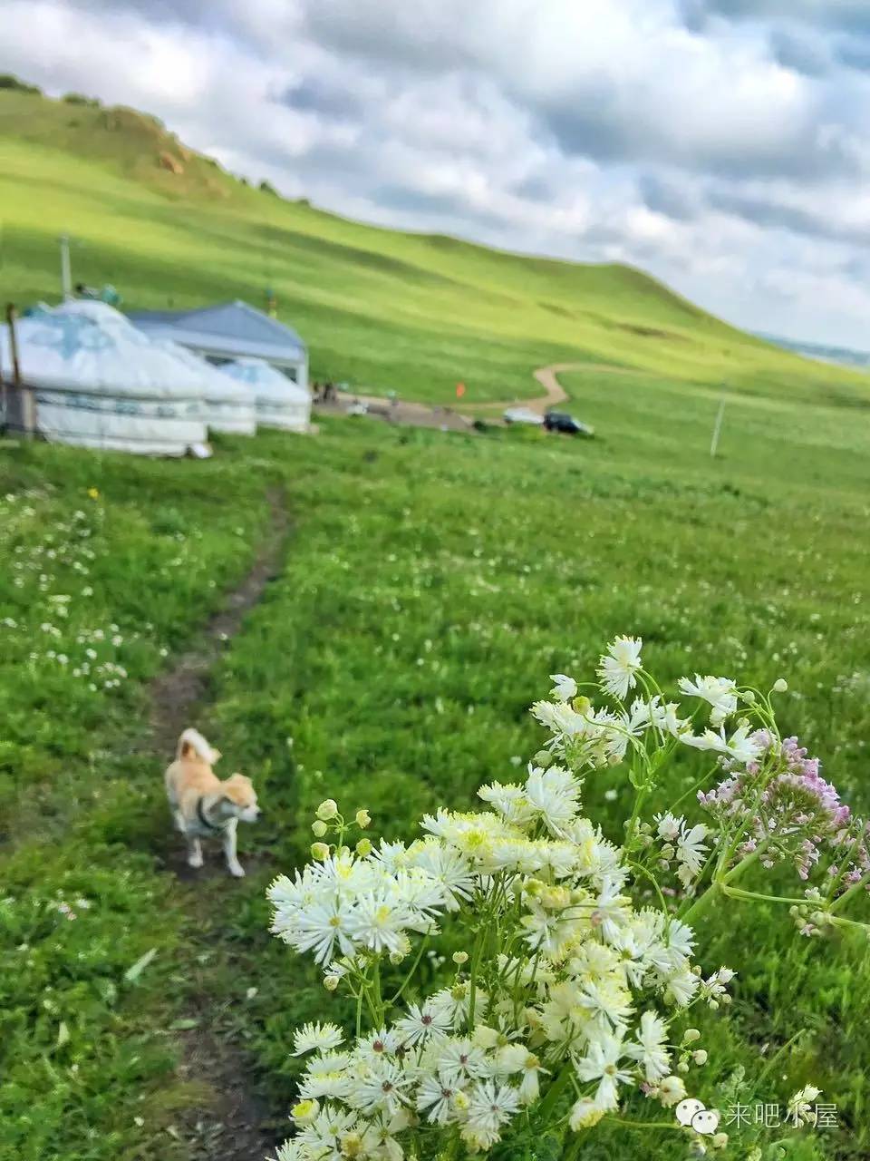 去坝上草原旅游攻略_坝上草原旅游需要带什么_自驾游坝上草原