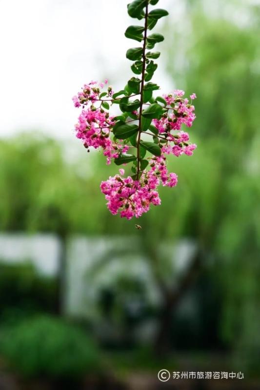 苏州7月旅游攻略_火红的萨日朗设为铃声_看图写话小兔让山羊爷爷过桥