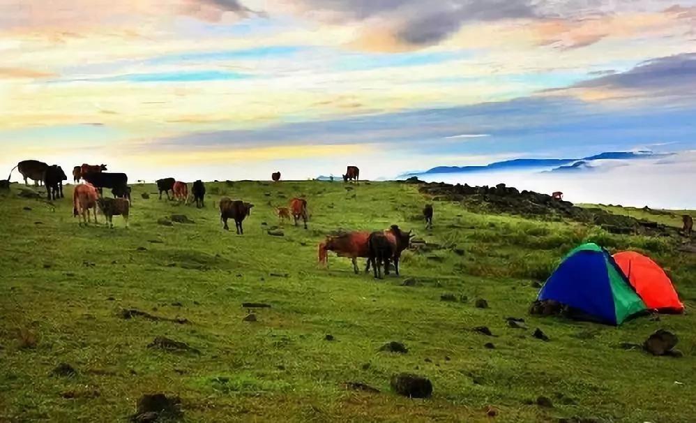 阳西上洋河北大树岛_阳西大树岛攻略_阳西大树岛旅游攻略