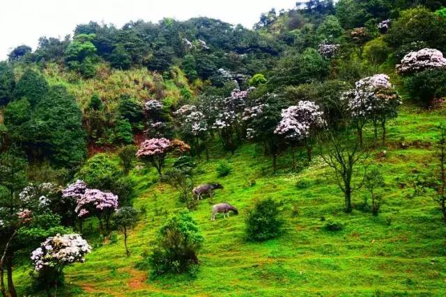 阳西上洋河北大树岛_阳西大树岛旅游攻略_阳西大树岛攻略