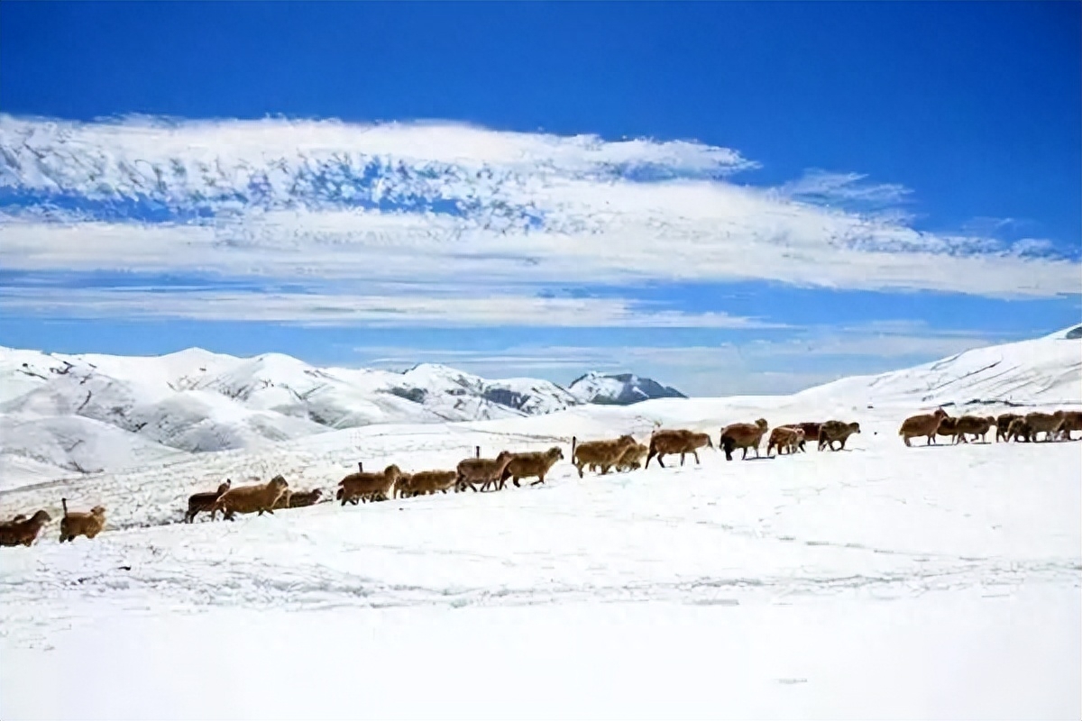 融创雪世界、轿子雪山都能让大家体验一把玩雪的快乐