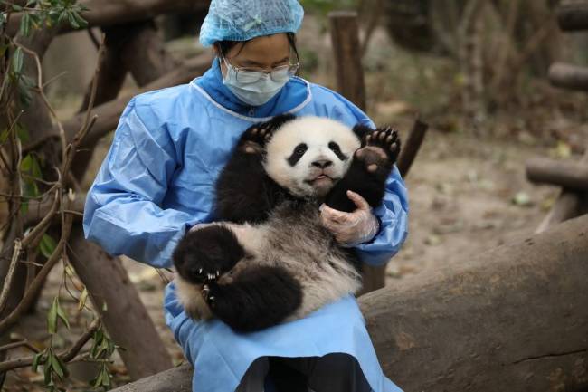 熊猫繁殖基地旅游攻略_熊猫繁育基地攻略_熊猫繁殖基地门票是多少