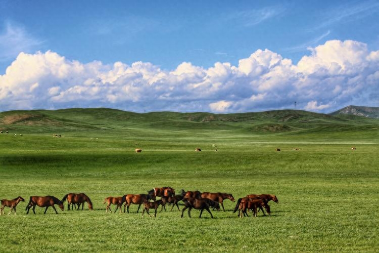 内蒙古草原旅游线路_内蒙古攻略草原旅游的地方_内蒙古草原旅游攻略