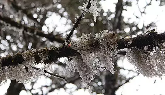 昆明轿子雪山雪景_昆明轿子雪山旅游攻略_昆明轿子雪山多少钱门票