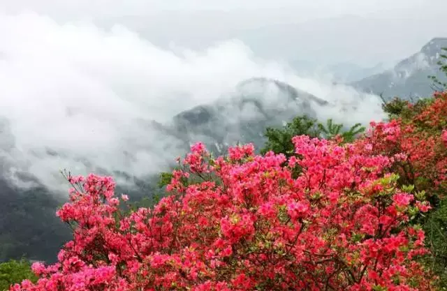 昆明轿子雪山旅游攻略_昆明轿子雪山多少钱门票_昆明轿子雪山雪景