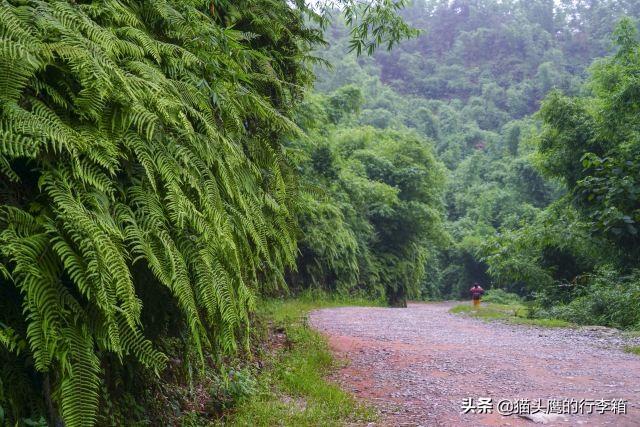 沐川竹海旅游攻略_沐川竹海好耍不_沐川竹海本地人门票多少钱