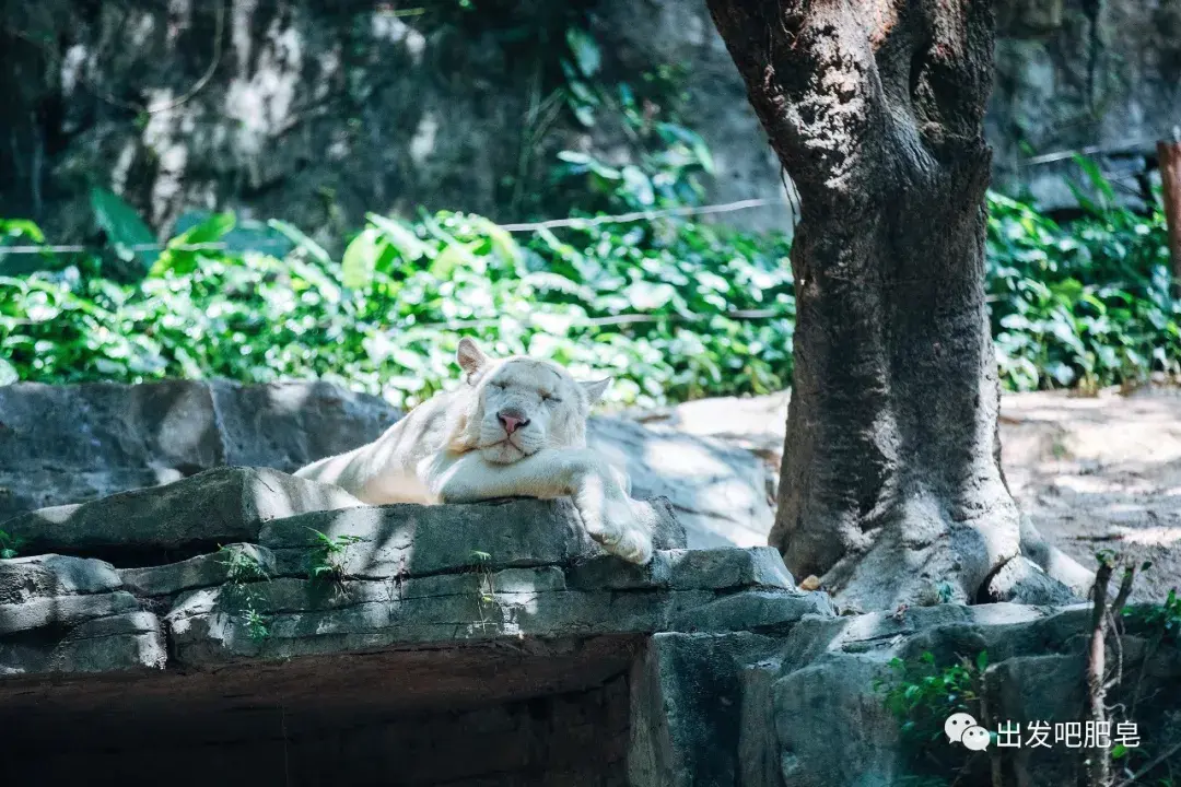 广州长隆自由行旅游攻略_广州长隆野生动物园旅游攻略_广州长隆旅游攻略2016