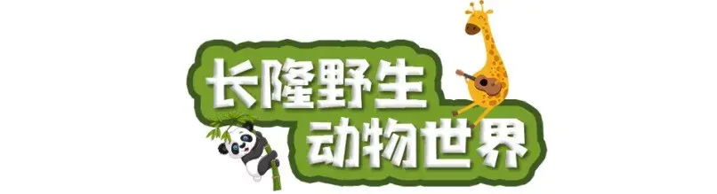 广州长隆自由行旅游攻略_广州长隆野生动物园旅游攻略_广州长隆旅游攻略2016