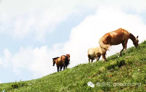 河北坝上草原最佳旅游时间_河北坝上草原旅游攻略_河北坝上草原自驾游