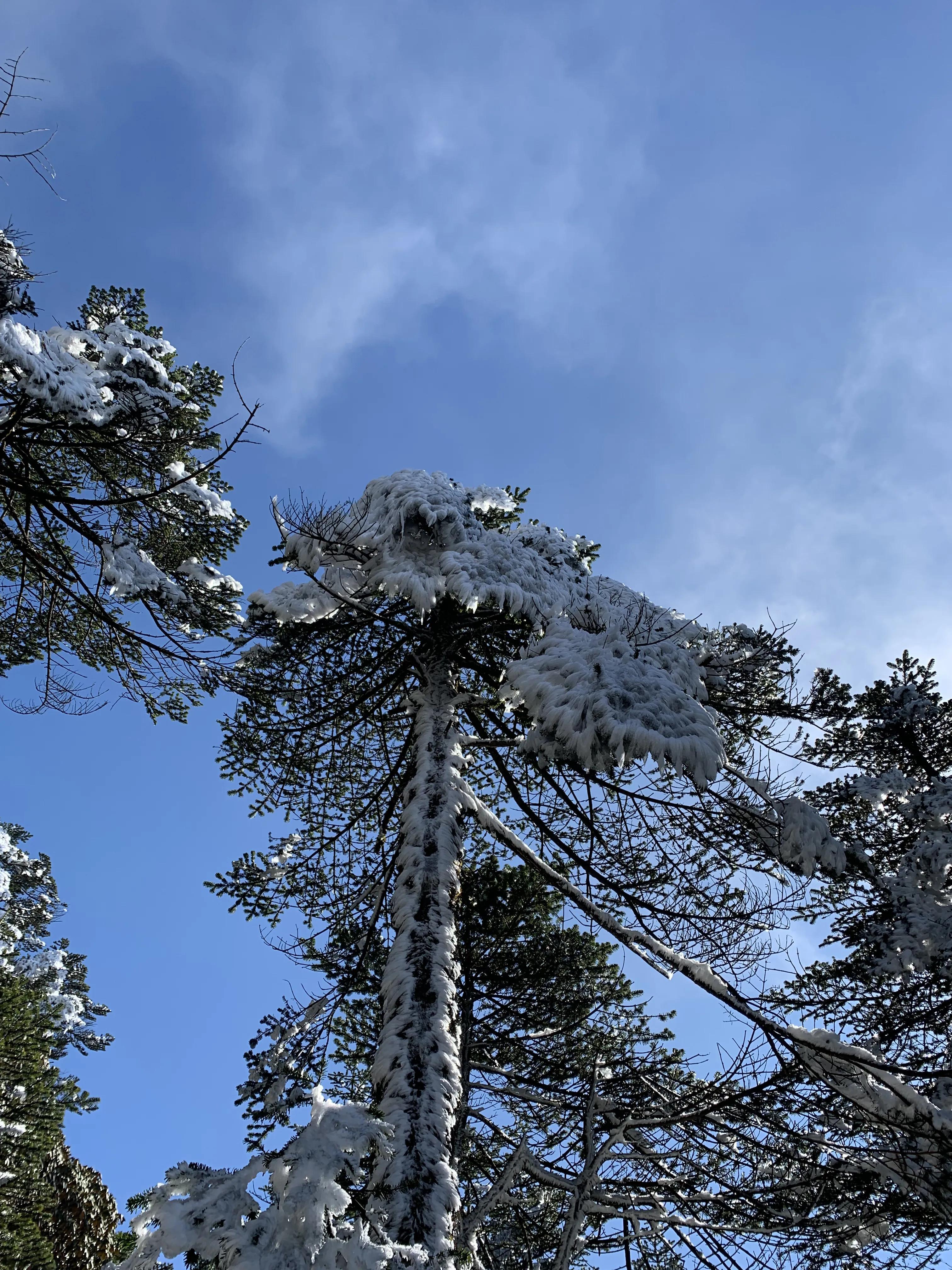 云南昆明轿子雪山_昆明轿子雪山旅游攻略_昆明轿子雪山一日游