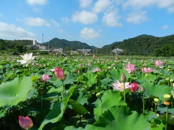 冬季洛阳旅游攻略_洛阳冬季旅游_冬季洛阳栾川旅游攻略