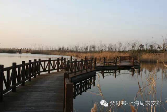 东滩湿地露营攻略_东滩湿地公园旅游攻略_杭州湾湿地旅游攻略