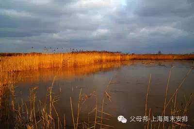 杭州湾湿地旅游攻略_东滩湿地露营攻略_东滩湿地公园旅游攻略