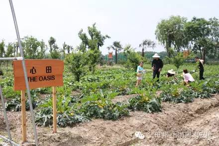 杭州湾湿地旅游攻略_东滩湿地公园旅游攻略_东滩湿地露营攻略