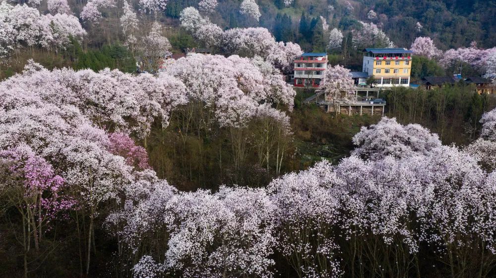 药王谷辛夷花旅游攻略_今年药王谷辛夷花几月份开_2021年药王谷辛夷花开了吗