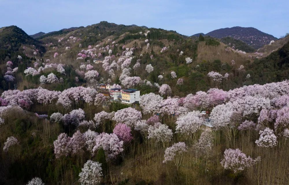 今年药王谷辛夷花几月份开_药王谷辛夷花旅游攻略_2021年药王谷辛夷花开了吗