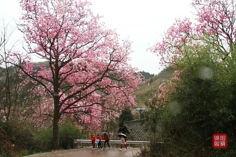 药王谷辛夷花旅游攻略_2021年药王谷辛夷花开了吗_今年药王谷辛夷花几月份开