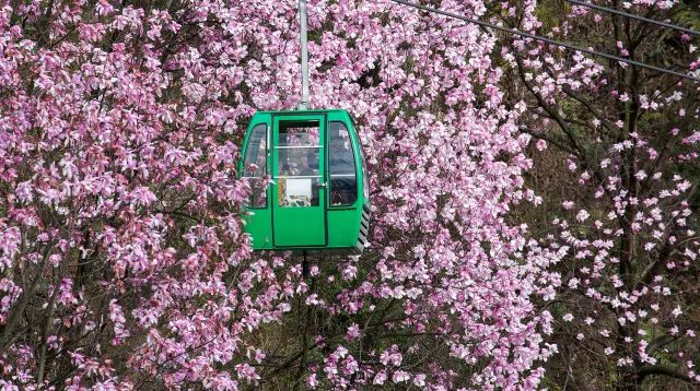 药王谷辛夷花节2021_药王谷辛夷花旅游攻略_药王谷辛夷花门票