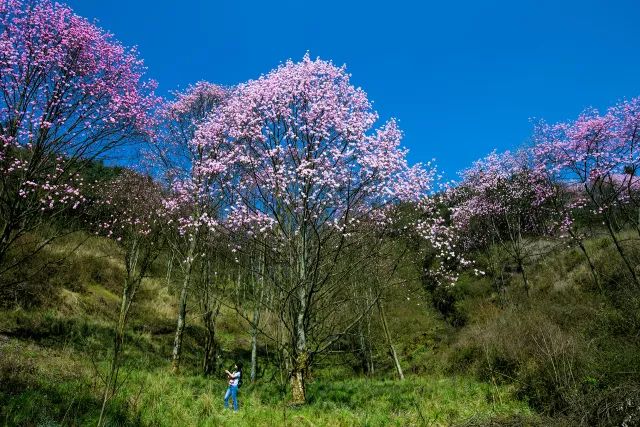 药王谷辛夷花旅游攻略_药王谷辛夷花门票_药王谷辛夷花节2021