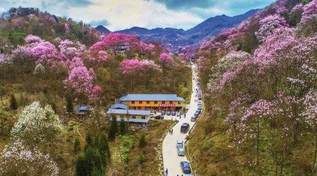 药王谷辛夷花门票_药王谷辛夷花旅游攻略_药王谷辛夷花节2021