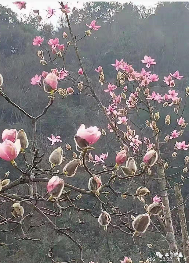 赏花+方特，全家总动员！李白故里网约你来