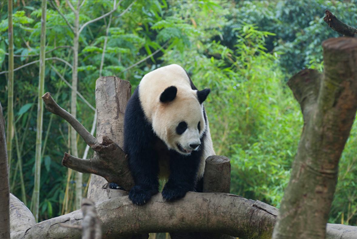 成都天去_成都旅游景点天气预报_成都游玩攻略3天