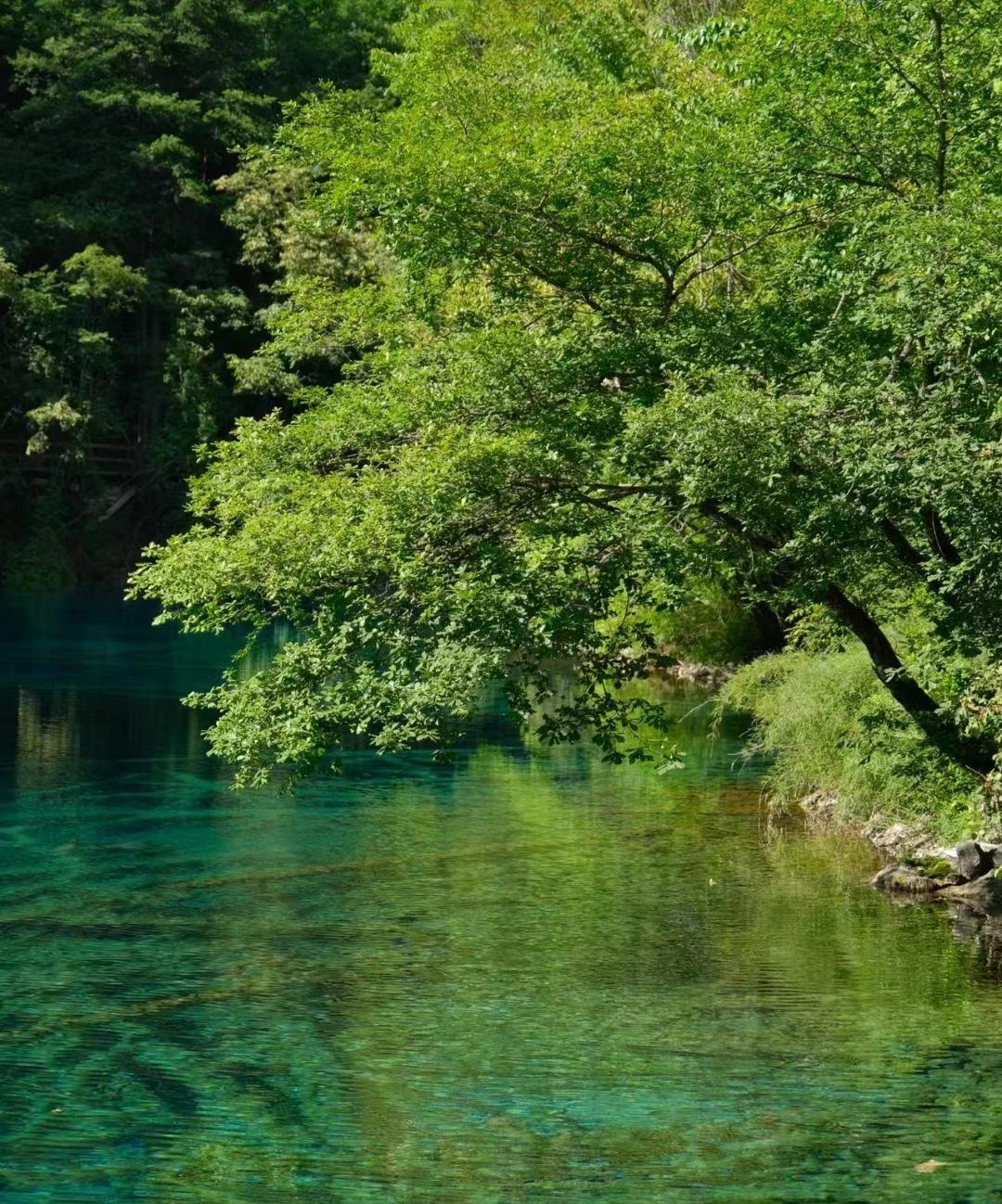 黄龙九寨沟旅游攻略_九寨黄龙经典旅游攻略_黄龙九寨在哪里