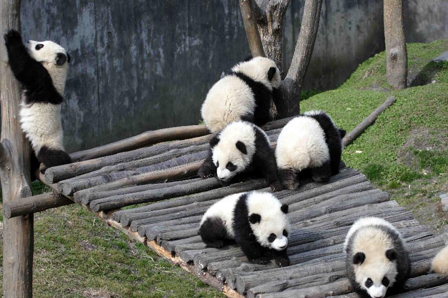 文县白马旅游艺术节_文县旅游攻略_文县天池旅游攻略