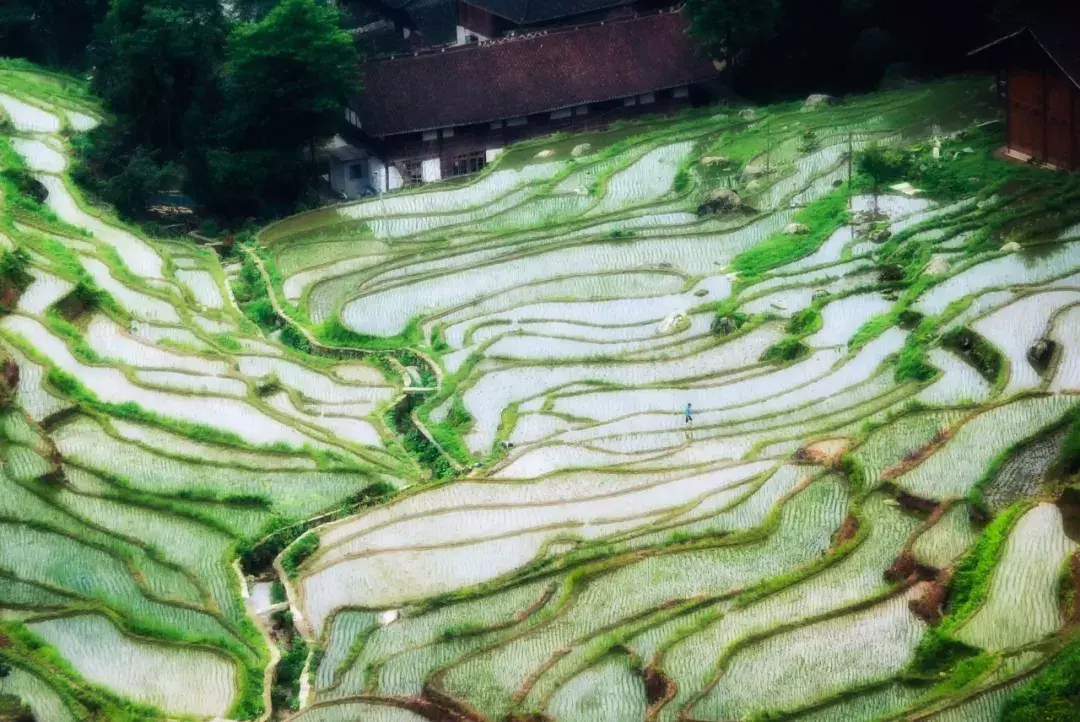 紫鹊界梯田的民情_紫鹊界梯田几时放水_紫鹊界梯田旅游攻略