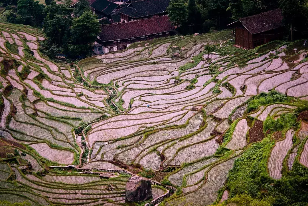 紫鹊界梯田旅游攻略_紫鹊界梯田几时放水_紫鹊界梯田的民情