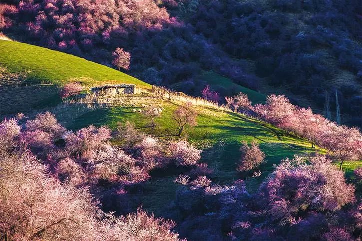 春天国内旅游_芦台春内供酒_峡内忆行春