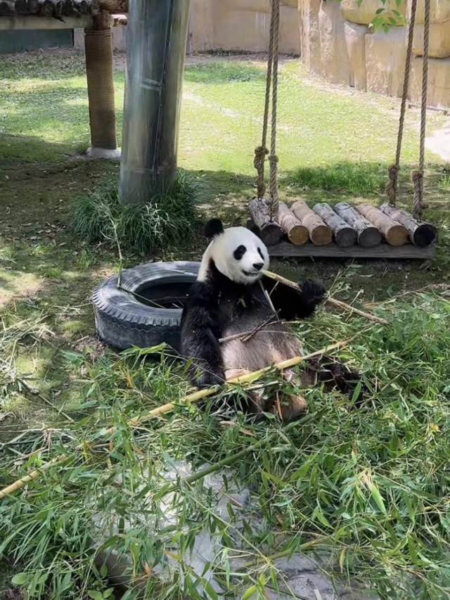 成都有什么好玩的景点吗_好玩景点成都有哪些_成都有没有好耍的景区