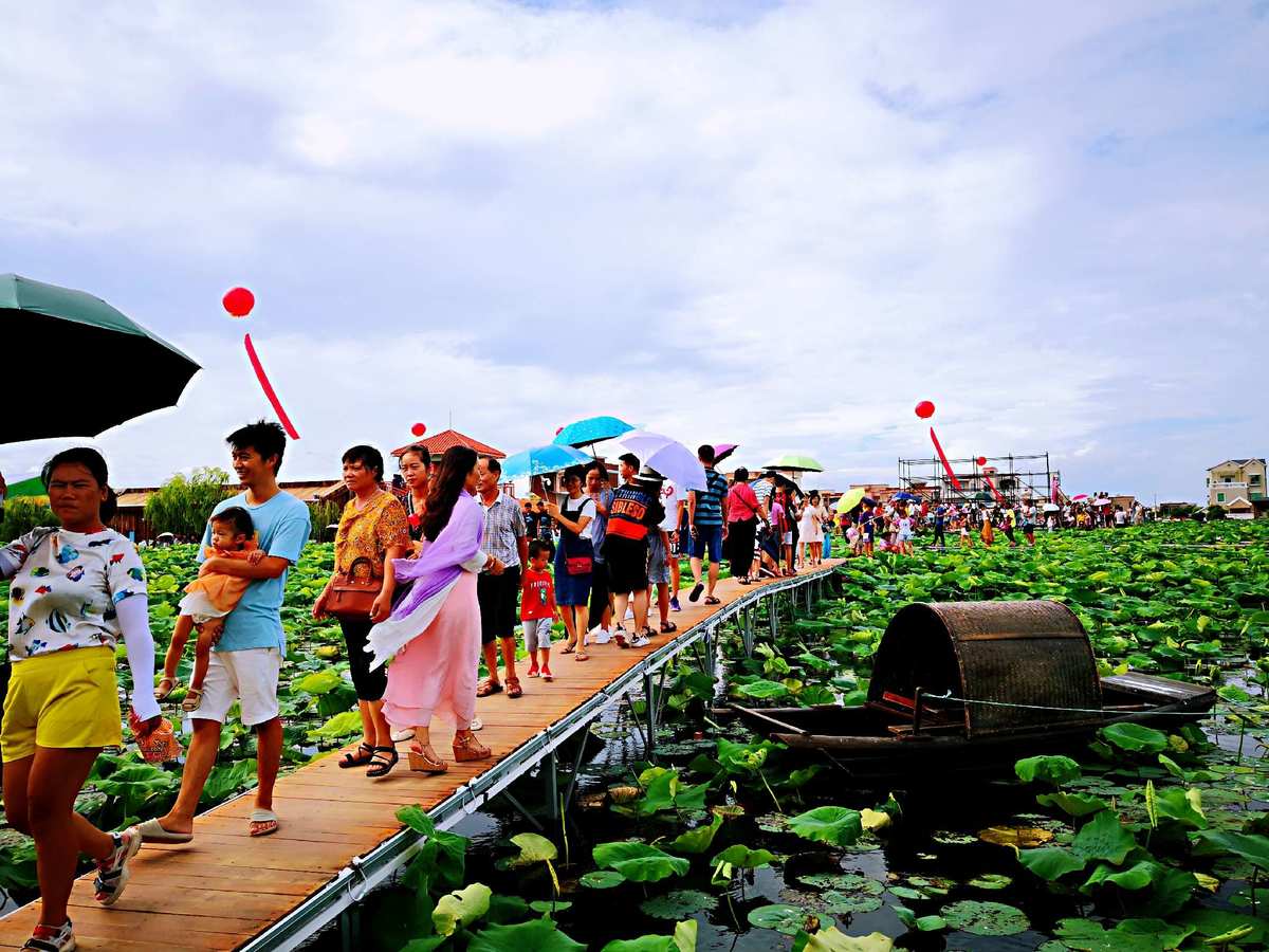 金湖荷花荡_金湖荷花荡旅游攻略_淮安金湖荷花荡门票