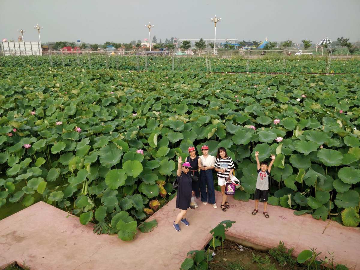 淮安金湖荷花荡门票_金湖荷花荡旅游攻略_金湖荷花荡