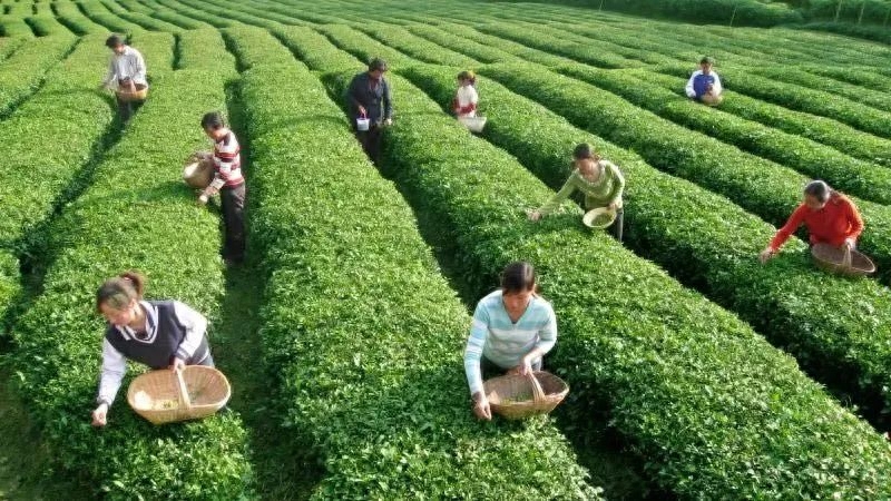 金湖荷花荡旅游攻略_金湖荷花荡旅游攻略_金湖荷花荡旅游攻略