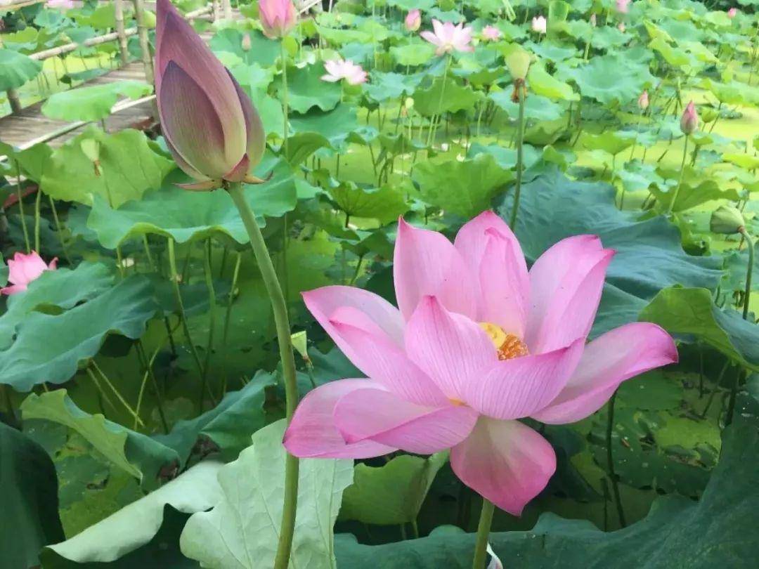 金湖荷花荡旅游攻略_金湖荷花荡旅游攻略_金湖荷花荡旅游攻略