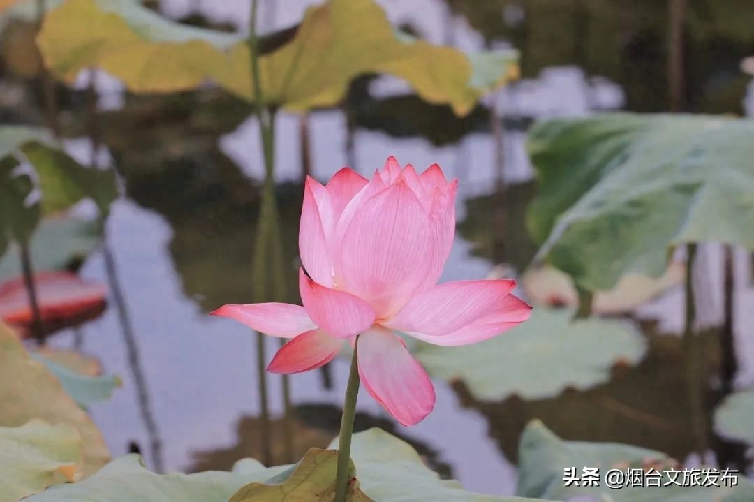 烟台蓬莱岛门票_烟台蓬莱岛有什么好玩的推荐_烟台蓬莱岛旅游攻略