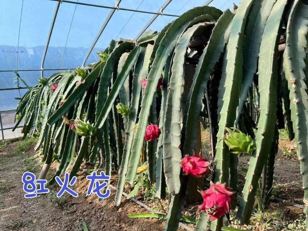 烟台蓬莱岛门票_烟台蓬莱岛旅游攻略_蓬莱岛游玩攻略