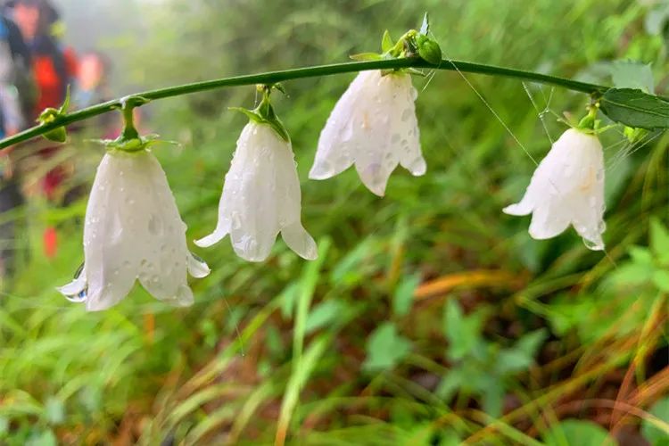 河南省郭亮村旅游_自驾游河南郭亮村旅游攻略_河南辉县郭亮村旅游攻略